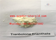 Ακατέργαστη ορμόνη Trenbolone Enanthate Steriod μαζικής αύξησης μυών